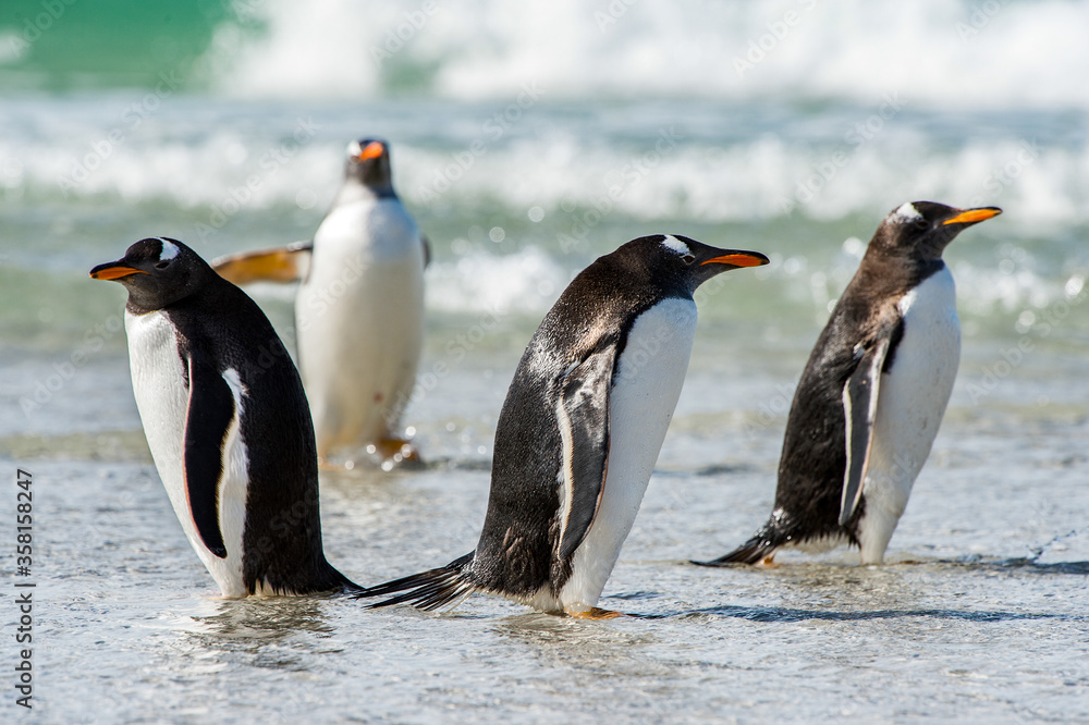Fototapeta premium Group of the penguins in the Atlantic Ocean