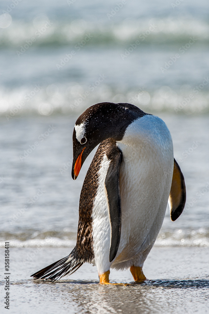 Naklejka premium Gentoo penguin portrait, Antarctica
