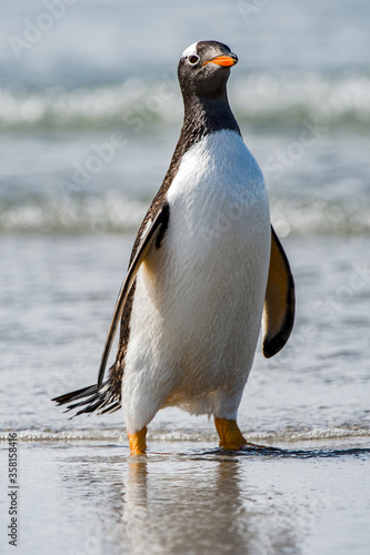 Gentoo penguin portrait  Antarctica