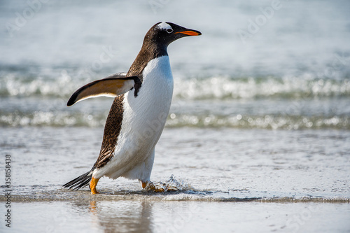 Gentoo penguin portrait  Antarctica