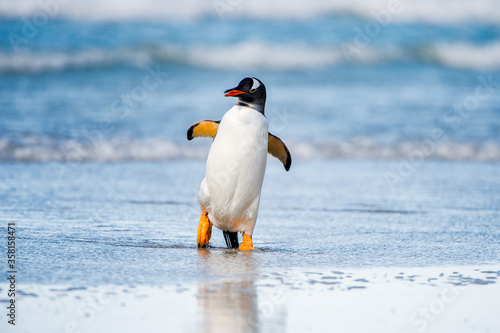 Penguin dances in the water