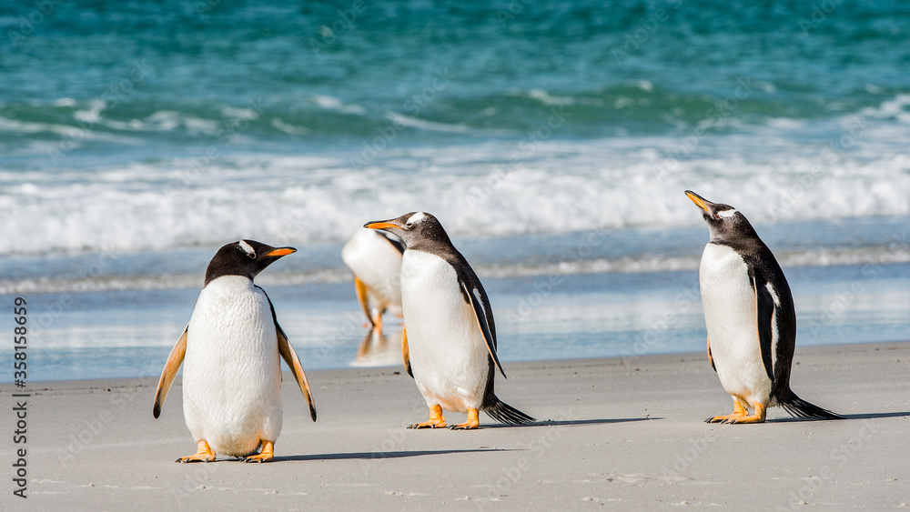 Obraz premium Group of the penguins in the Atlantic Ocean