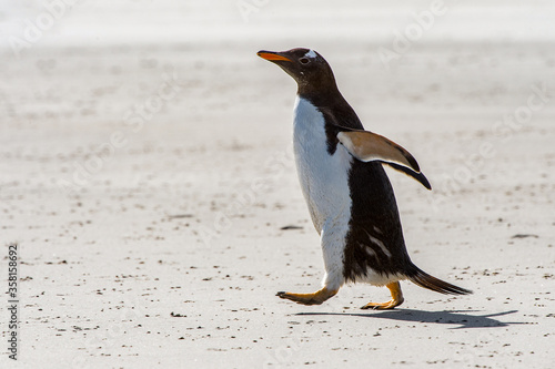 Gentoo penguin cleans its feathers in Antarctica