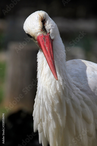 Close-up of a European stork
