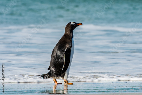 Gentoo penguin portrait in Antarctica