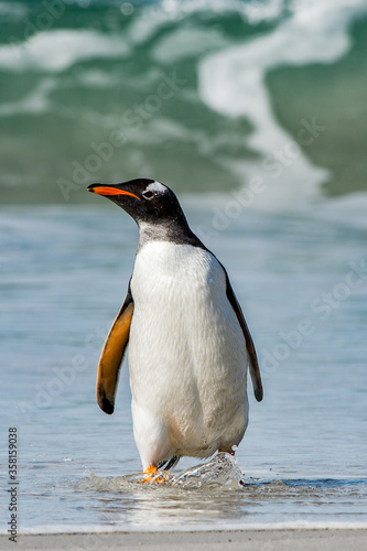 Gentoo penguin portrait in Antarctica
