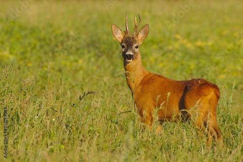 Dominant roe deer, capreolus capreolus, buck observing its territory. 