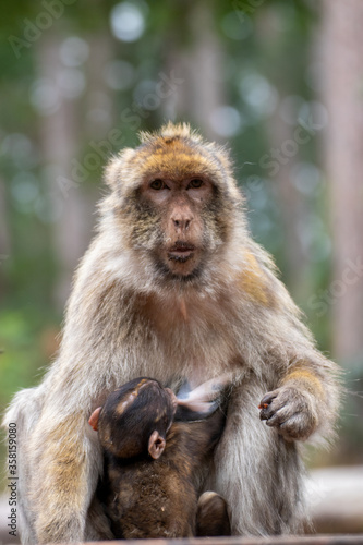 Close up of a monkey family in an animal park in Germany © ThorstenGriebel
