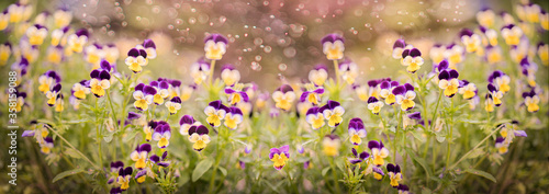 A glade of many small flowers in a magic haze © Нина Кулагина