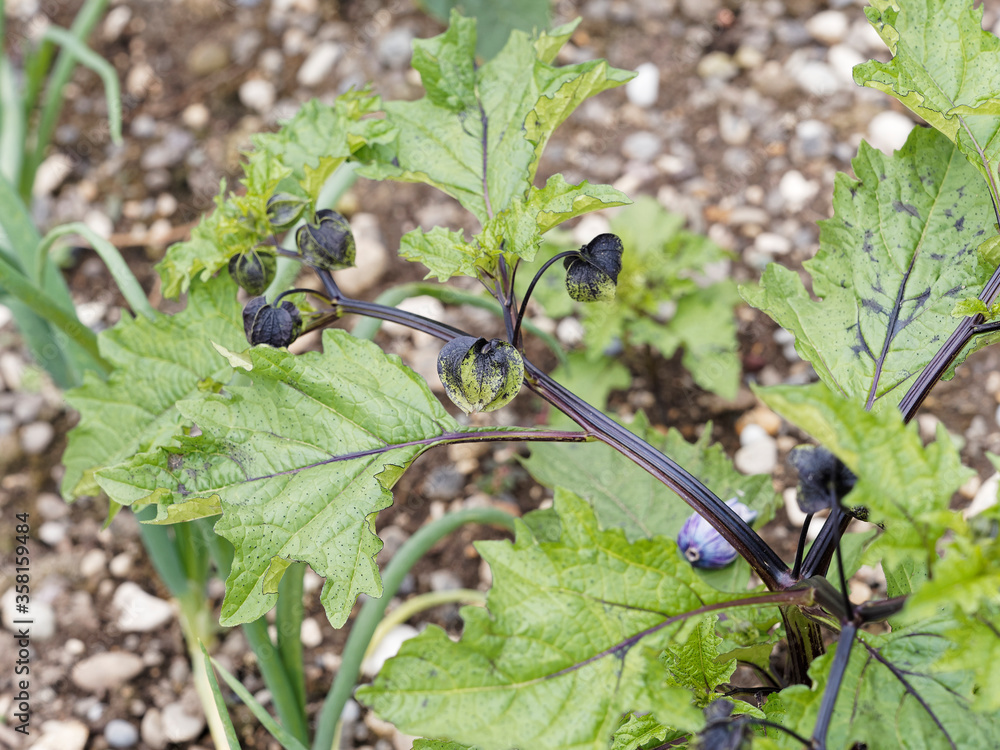 Pomme du Pérou | Nicandra physaloides | Nicandre faux-coqueret | Nicandra physalodes | Nicandre bleu Pomme du Pérou | Nicandra physaloides | Nicandre faux-coqueret | Nicandra physalodes | Nicandre bleu