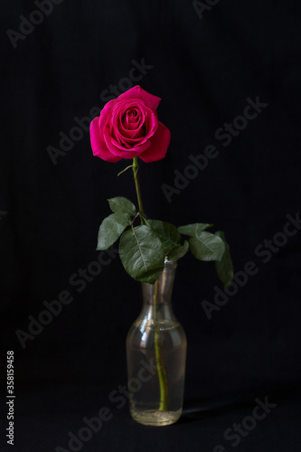 Pink rose on a black background