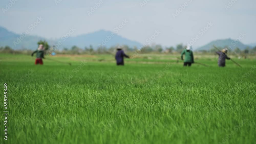 Agriculture workers work in rice field. Traditional farm laborers on rice paddy field in Vietnam. Authentic video of asian farmers Agriculture workers work in rice field. Traditional farm laborers on rice paddy field in Vietnam. Authentic video of asian farmers