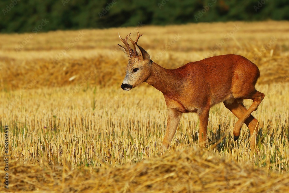 Young roe buck on field at summer morning. Capreolus capreolus. Young roe buck on field at summer morning. Capreolus capreolus.
