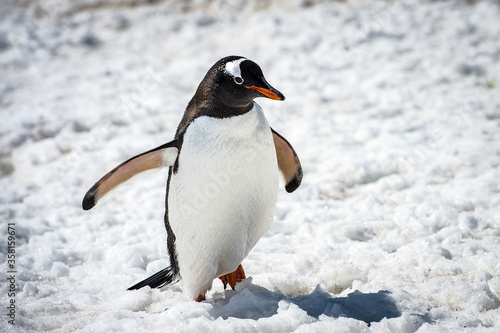 Close up of a Gentoo Penguin  Pygoscelis papua  in Antarctica on the white snow