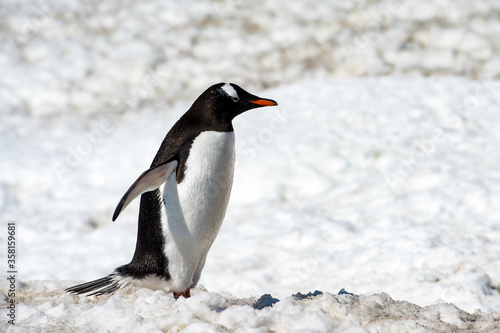 Gentoo penguin (Pygoscelis papua) close up in Antarctica