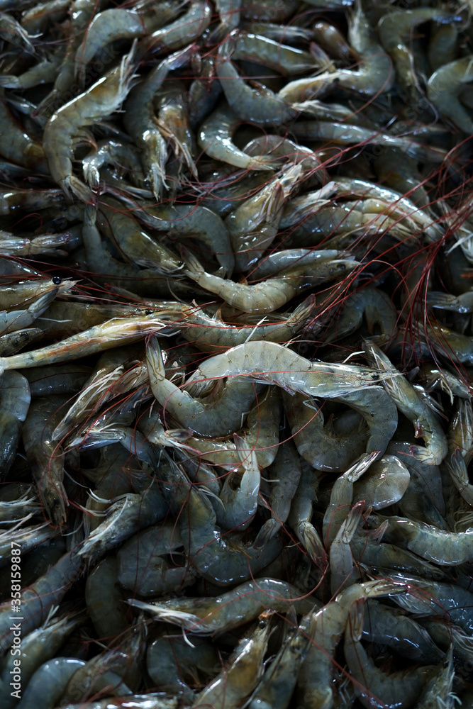 Fototapeta premium Fresh bunch of Shrimp for sale at traditional fish market in Indonesia