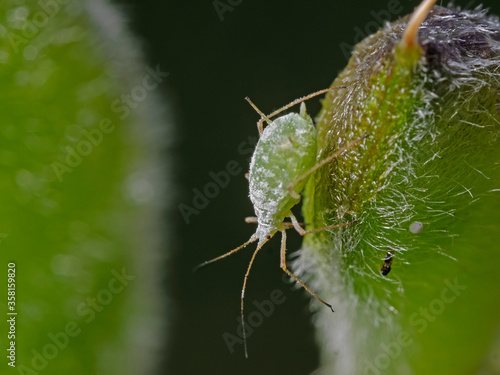 Greenfly on plant leaf, Blattlaus auf Pflanzenblatt