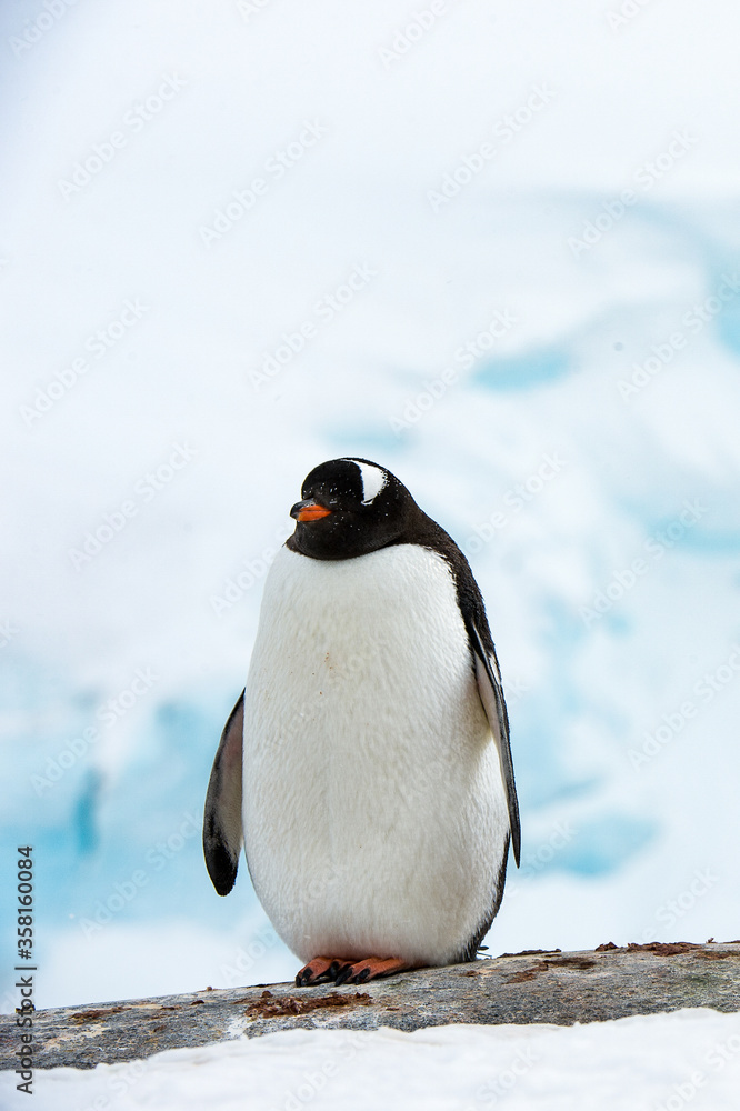 Fototapeta premium Gentoo Penguin (Pygoscelis papua) in Antarctica