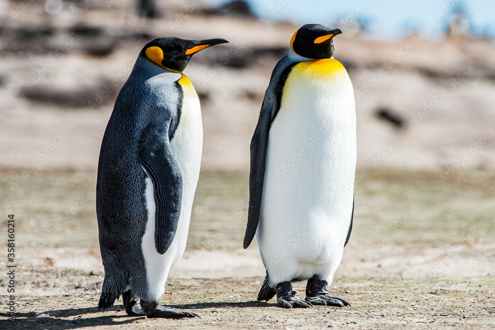 Fototapeta premium King penguins, Falkland Islands, Antarctica