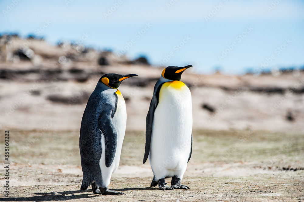 Fototapeta premium King penguins, Falkland Islands, Antarctica