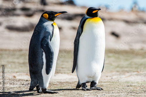 King penguins  Falkland Islands  Antarctica