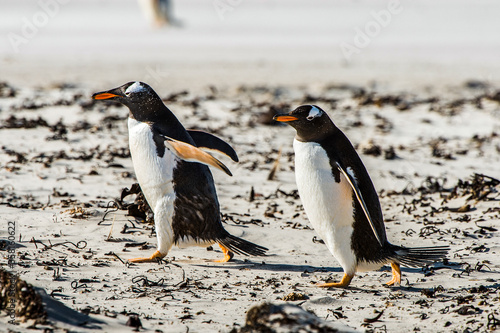 Gentoo penguin on the sand of the Falkland Islands