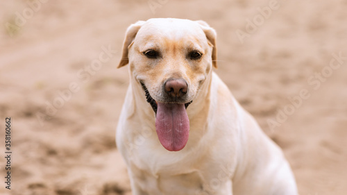 Fototapeta Naklejka Na Ścianę i Meble -  Labrador retriever dog looking at camera, posing