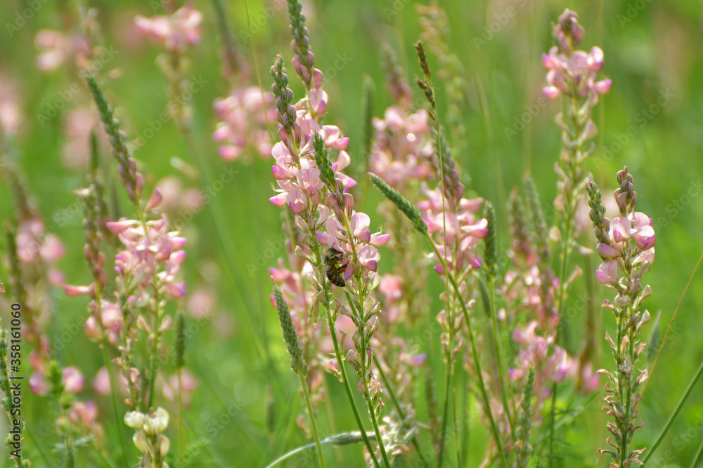 In the meadow among the herbs blooms sainfoin (onobrychis). In the meadow among the herbs blooms sainfoin (onobrychis).