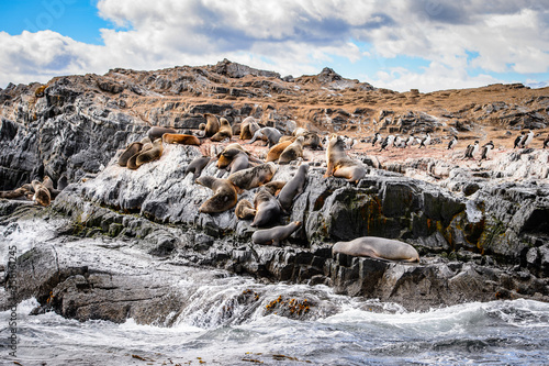 It's Sea lions on the rock, Beagle Channel, Tierra del Fuego