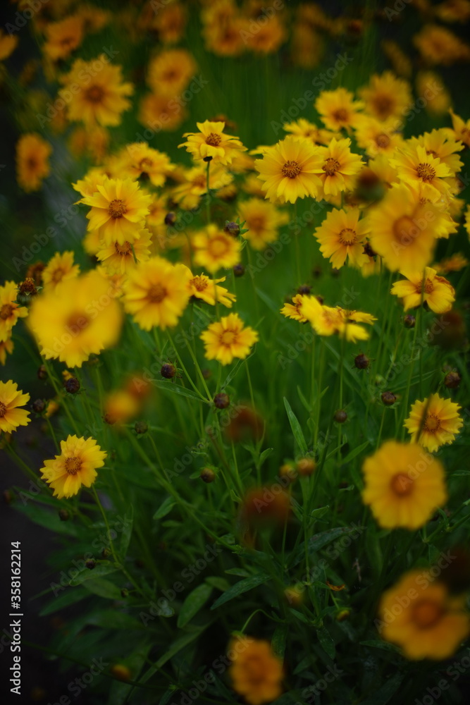 Cute yellow flowers grow in the evening garden. Cute yellow flowers grow in the evening garden.