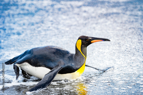 It s Penguin swims in the Antarctica
