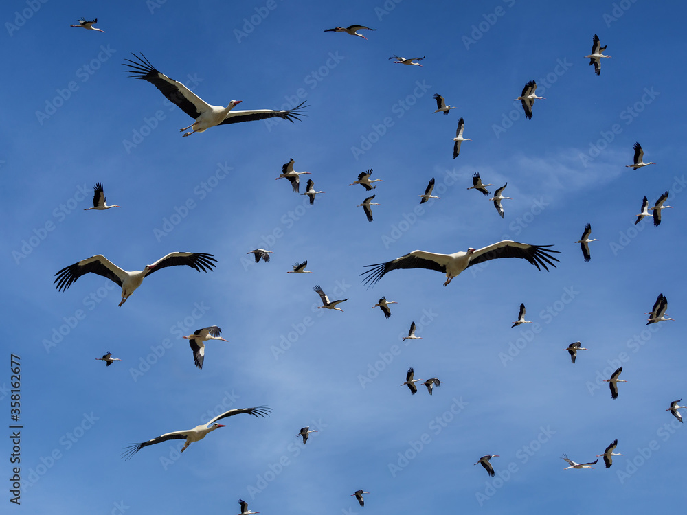 Fototapeta premium Storks return from wintering