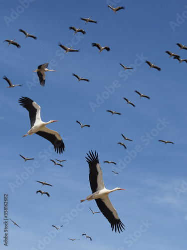 Storks return from wintering