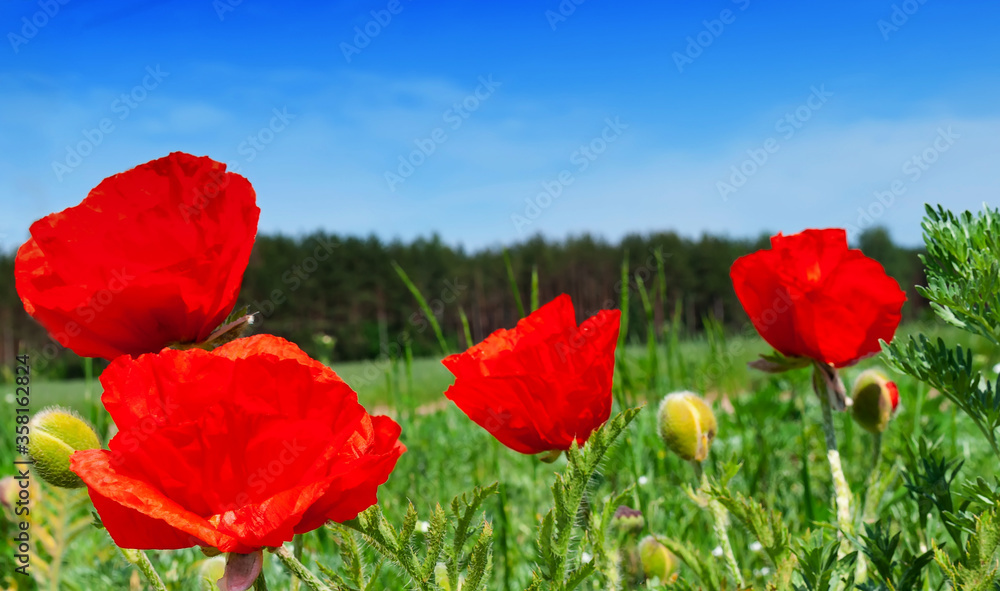 Naklejka premium Flowers Red poppies blooming in the wild field against the background of the forest and blue sky.