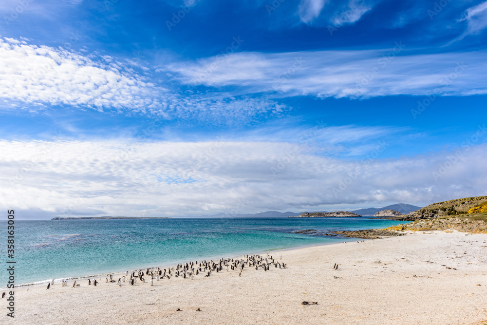 It's Beautiful view of the coast full of penguins and the calm ocean water