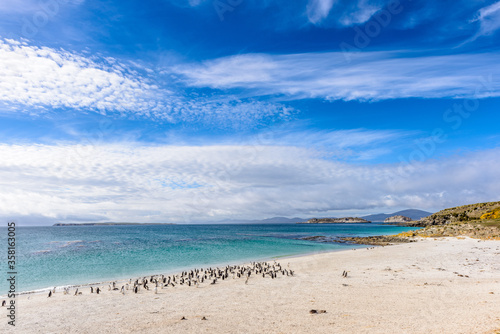 Fototapeta Naklejka Na Ścianę i Meble -  It's Beautiful view of the coast full of penguins and the calm ocean water