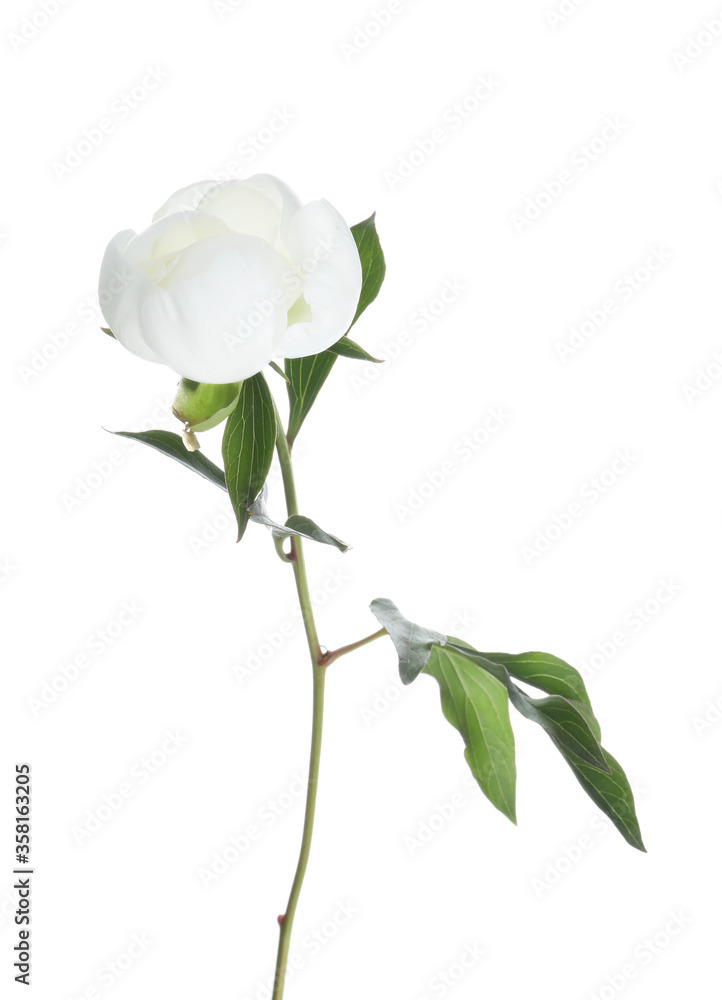 Beautiful blooming peony flower isolated on white Beautiful blooming peony flower isolated on white