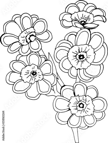 Primula auriculas sketch  vector illustration of a flower