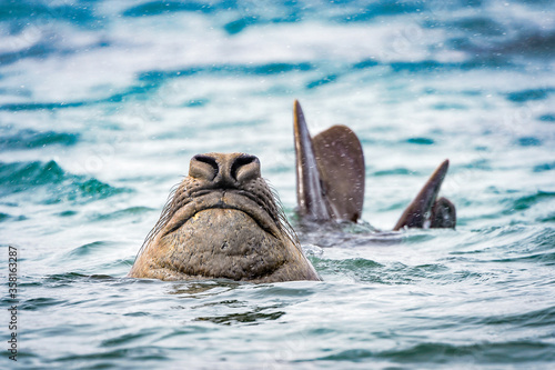 It's Elephant seal swims in the water (sea elephants), large, oceangoing seal in the genus Mirounga