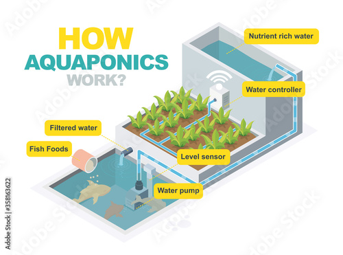 how aquaponics system work isometric photo