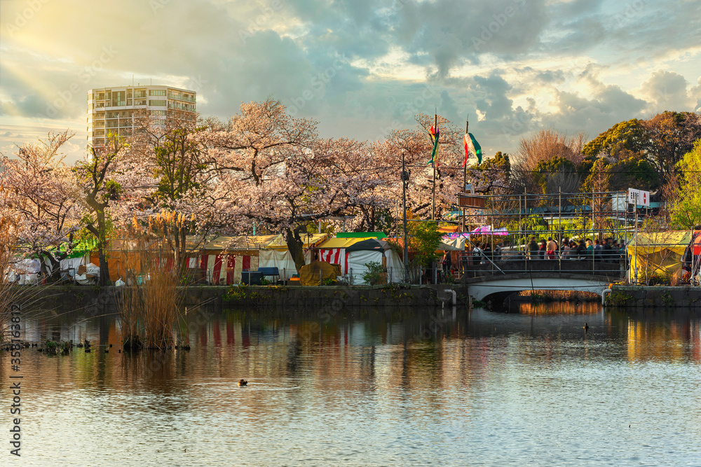 People walking at sunset on the Tenryu stone bridge surrounded by cherry blossom trees during the sakura spring festival on the pond of the buddhist Kaneiji Temple of Ueno park in Tokyo.