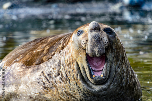 Photography It's Elephant seal smiles. South Georgia, South Atlantic Ocean.
