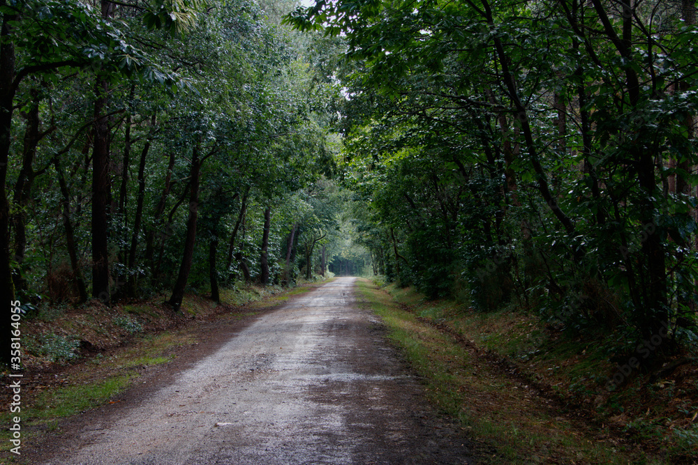 Route forestière en Sarthe