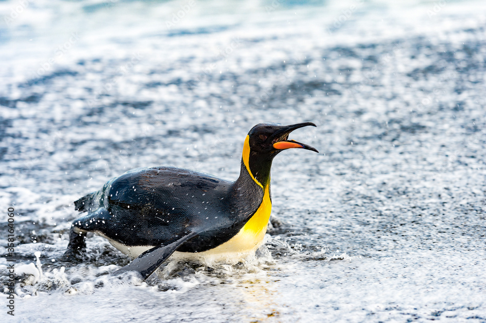 Fototapeta premium It's King penguin swims in the water. South Georgia, South Atlantic Ocean.