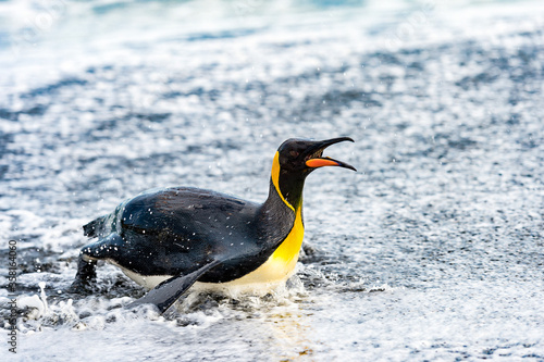 It s King penguin swims in the water. South Georgia  South Atlantic Ocean.