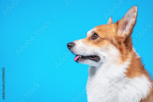Profile portrait of funny welsh corgi pembroke with open mouth smiles on blue background, copy space. Dog sees something impressive or carefully looks at the owner