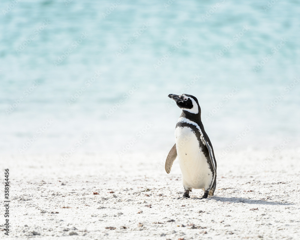 Fototapeta premium Antarctica, South Pole
