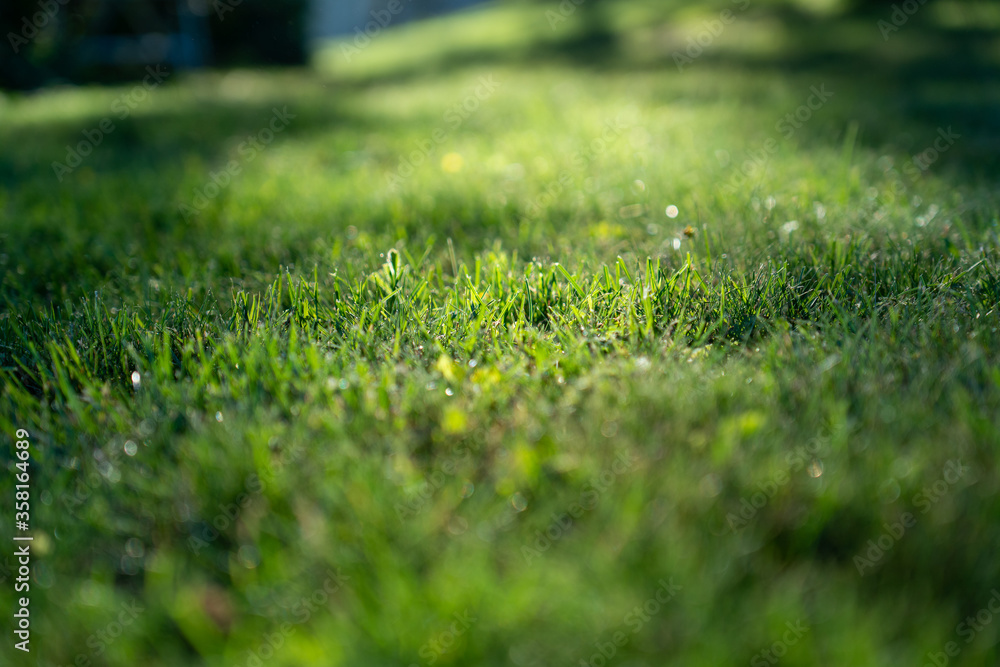 Naklejka premium Sonne scheint auf Gras