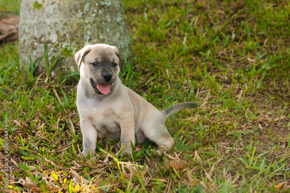 labrador dog puppy on lawn, just one month old.