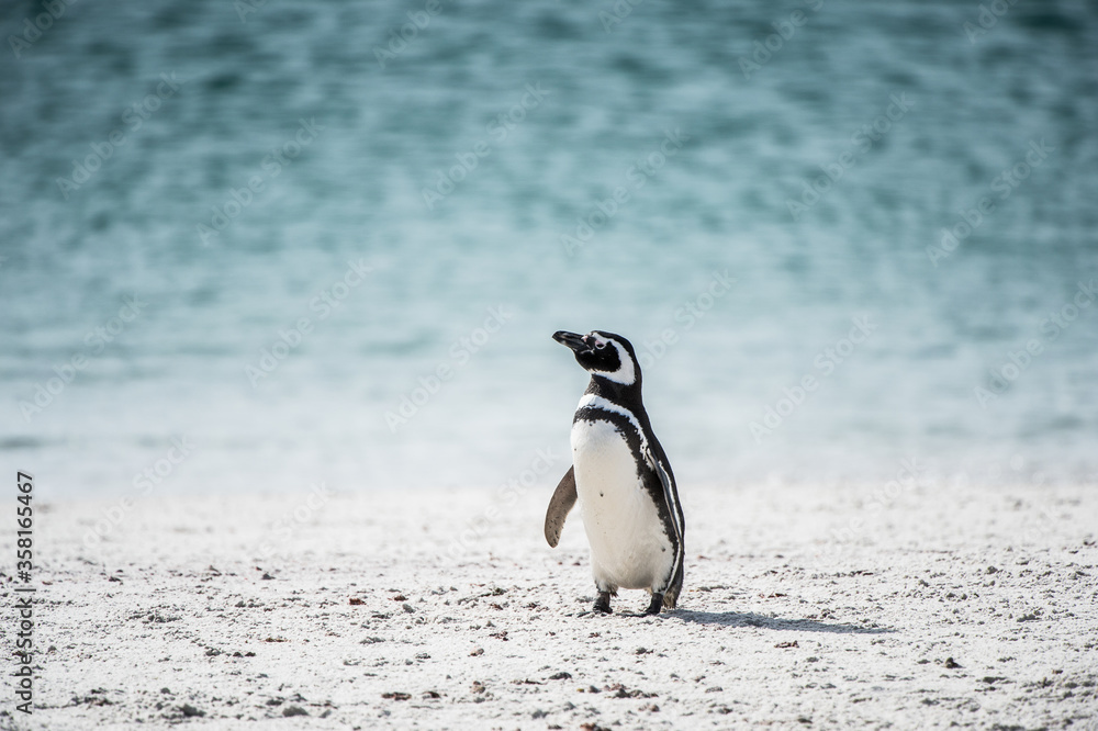 Naklejka premium It's Little penguin on the shore of the ocean in Antarctica